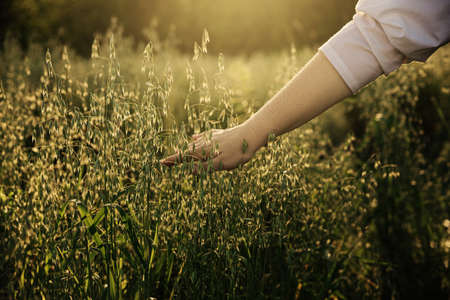 A woman's hand touches ears of oats in a field at sunsetの写真素材