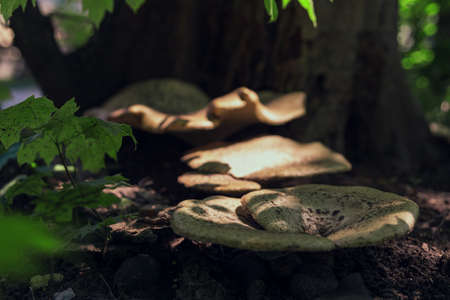 Large inedible mushrooms growing on treesの写真素材