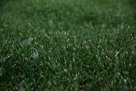 The texture of the mown green lawn