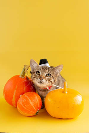 Kitten in a witch hat and three pumpkins on a yellow background.の写真素材