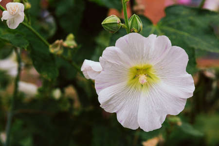 White mallow flower in a flowerbed against a background of green leaves.の写真素材