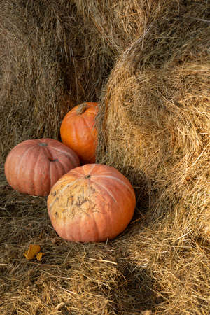 Three large orange pumpkins on dry hay