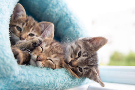 Three shorthaired tabby kittens sleep in a blue soft house.の写真素材