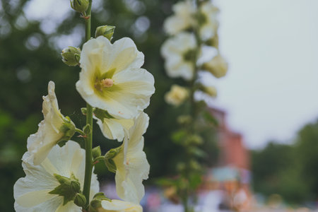 White mallow flower in a flowerbed against a background of green leavesの写真素材