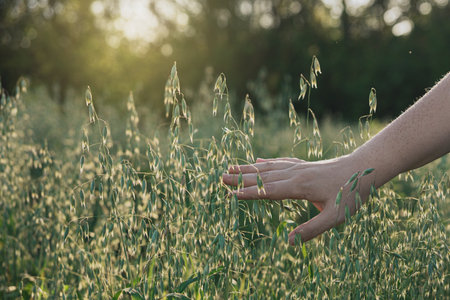 A woman's hand touches ears of oats in a field at sunsetの写真素材