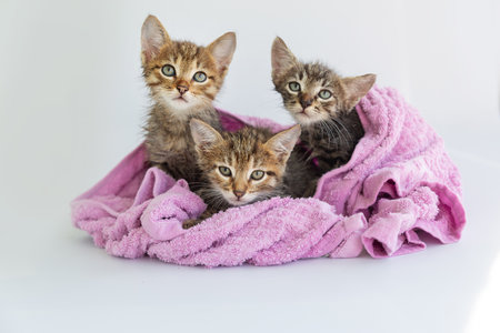 Three wet kittens after bathing are wrapped in a pink towel.の写真素材