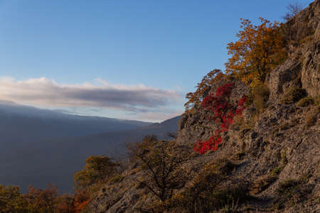 Red autumn leaves of a tree on a background of blue sky in the mountains.の写真素材