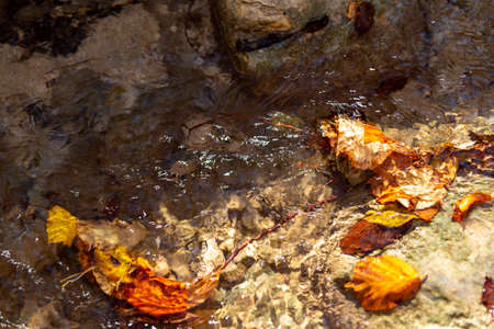 Yellow-brown autumn leaves float in a mountain streamの写真素材