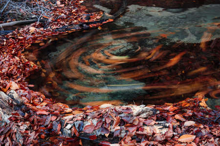 Yellow-brown autumn leaves swirl in the whirlpool of a mountain stream.