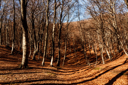Autumn landscape in a beech forest in the mountains in the rays of the setting sun.