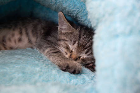 Tabby kitten sleeps in a soft blue house.の写真素材