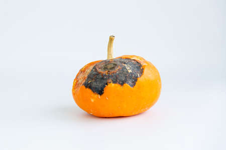 A rotten pumpkin isolated on a light background.の写真素材