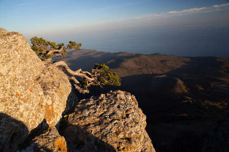 Lonely pine tree on a mountain slope.の写真素材