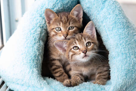 Two tabby kittens peek out of a soft blue house.