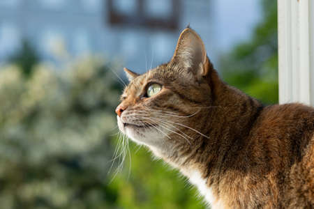 A beautiful tortoiseshell cat looks out the window (looks at the sun) against the backdrop of greeneryの写真素材