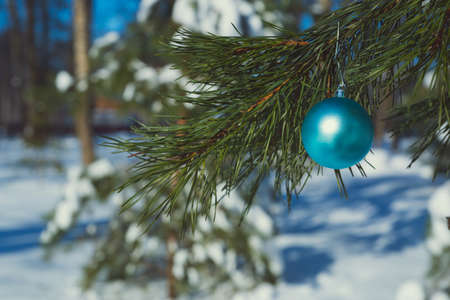 Blue Christmas ball on a branch of a Christmas treeの写真素材