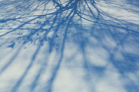Shadows from trees in the snow on a sunny frosty day.