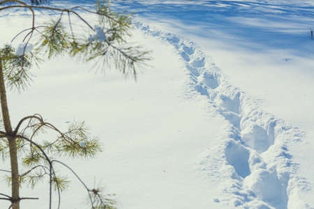 Traces of a person passing through deep snow.の写真素材