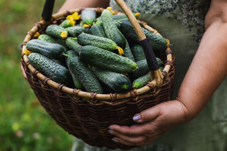 Female hands are holding a large basket of freshly picked cucumbers.の写真素材