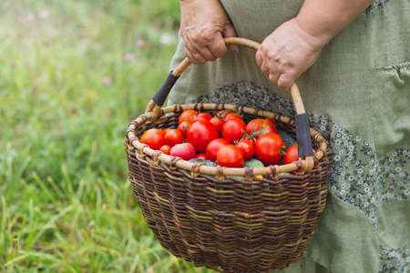 Female hands hold a large basket of freshly picked tomatoes.の写真素材