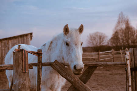 Beautiful white rural horse eats hay behind a wooden fence on blue skyの写真素材