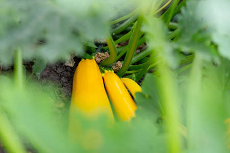 Growing yellow zucchini in the grass in the garden bedの写真素材