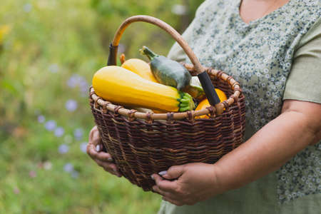 Female hands holding a large basket of freshly picked yellow and green zucchini.の写真素材