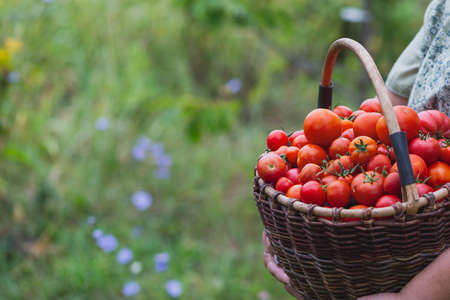 Female hands hold a large basket of freshly picked tomatoes.の写真素材