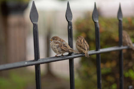 Two house sparrows in the city on a fence near a bush looks curiously at the cameraの写真素材