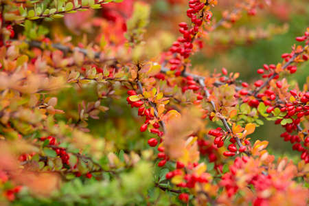 Red ripe barberry on an autumn branch