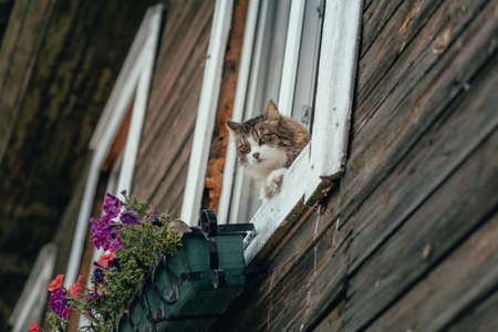 A fluffy cat looks out of the window of a wooden house