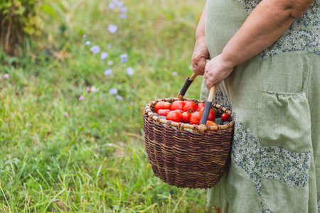 Female hands hold a large basket of freshly picked tomatoes.の写真素材
