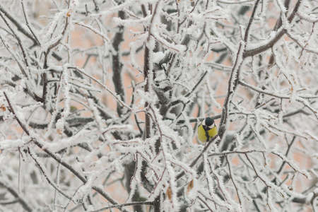 A great tit sits on a snow-covered tree branch.の写真素材