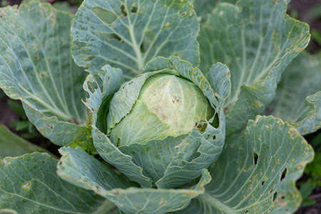 A large head of cabbage in the garden bed, eaten away and damaged by caterpillars.の写真素材