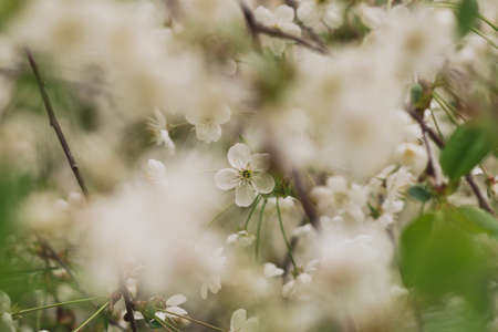 Background from blossoming branches of cherry.