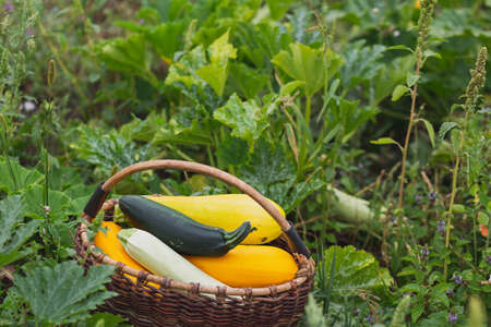 A large basket of freshly picked yellow and green zucchini stands in the grassの写真素材