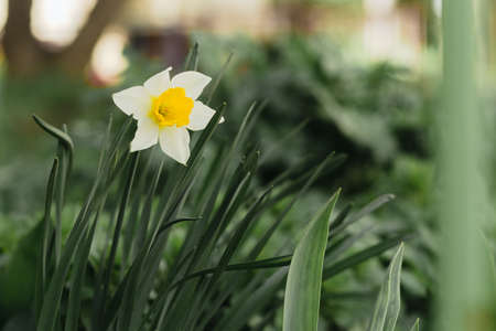 Narcissus flower in the spring garden.