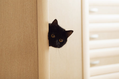 A black cat of the Scottish straight breed climbed into the closet and looks out from behind the doorの写真素材