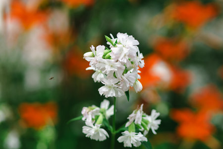 Blooming orange daylily and garden soapwortの写真素材