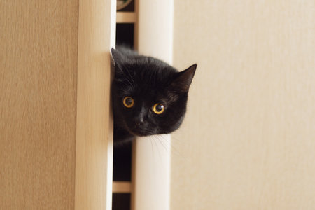 A black cat of the Scottish straight breed climbed into the closet and looks out from behind the doorの写真素材