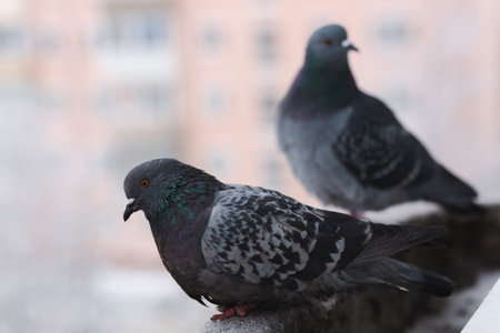 Two gray city pigeon sits on the window.の写真素材
