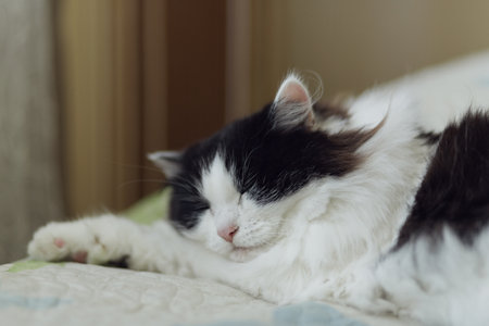 A fluffy black and white cat sleeps sweetly on a bedspread.の写真素材