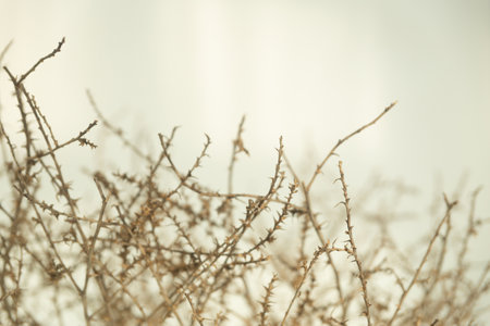 Dry thorn isolated on white background.の写真素材