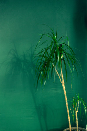 Tall dracaena in a pot on a green backgroundの写真素材