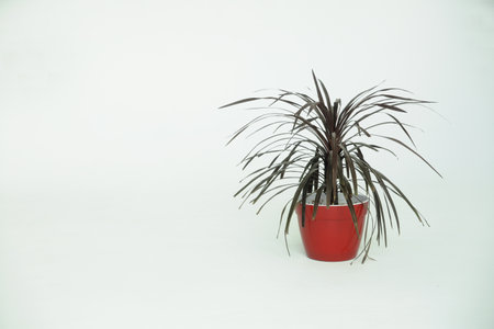 Houseplant with thin leaves in a red pot on a white background.の写真素材