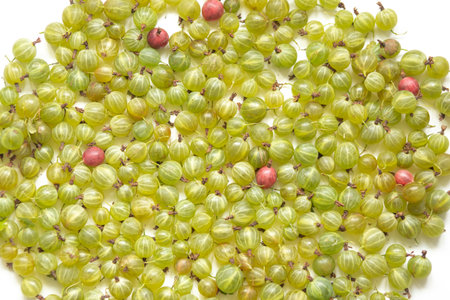 Background of green gooseberries on a white background.の写真素材