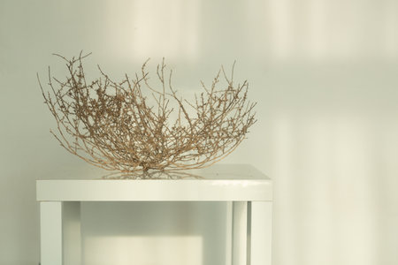 Dry thorn isolated on white backgroundの写真素材