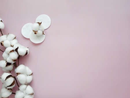 Cotton flower branch with cotton pads on the pink background. Space for text.の写真素材