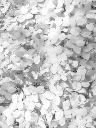 Closeup of white hydrangea flower blooming in summer in a garden. Floral background.の写真素材