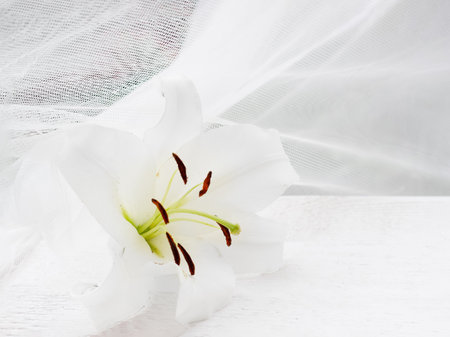 Close-up of white lily on white wooden table with tulle fabric on the backgroundの写真素材